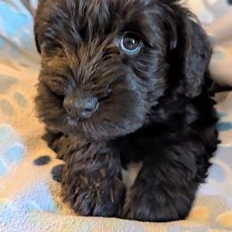 Boy 2 - male Miniature Schnauzer puppy in Monroe, Virginia from Stadtler Miniature Schnauzers