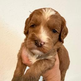 Slinky - Red male Australian Labradoodle puppy in Orange, California from Little Kingdom Doodles
