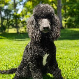 Cider - Black male Poodle puppy in Mancelona, Michigan from Lavender poodles & doodles