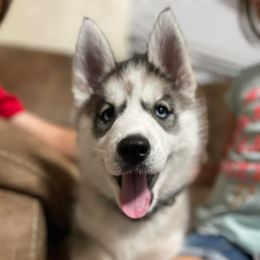 Jazzy - Siberian Husky