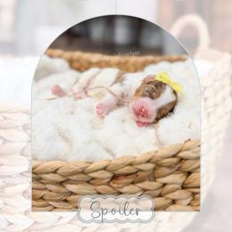 Spoiler - Chocolate merle female Bernedoodle puppy in Sulphur, Louisiana from Curly Q’s Of Carlyss