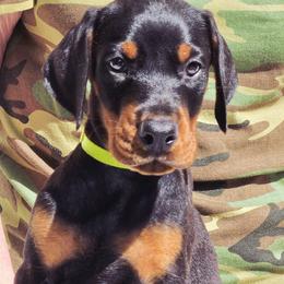 Mr. Green - Black and rust male Doberman Pinscher puppy in Chagrin Falls, Ohio from Schloss Velburg Dobermanns