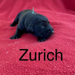 Zurich - Black male Labrador Retriever puppy in Mineral, Virginia from Canine Assist