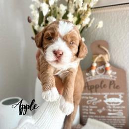 Apple - Caramel female Australian Labradoodle puppy in Palmdale, California from Heavenly Doodles