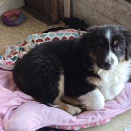 Australian Shepherd and Miniature Australian Shepherd Puppies from Cara Harker