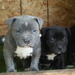 American Bullies from PlayHouse Bullies