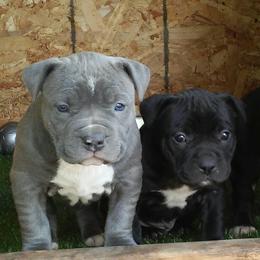 American Bullies from PlayHouse Bullies