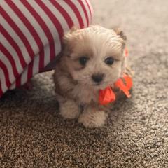 Girl 4 - Merle female Double Doodle puppy in Junction, Utah from Sugar Doodles