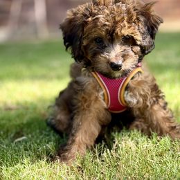 Zara (Radiance) Chocolate Phantom - Phantom female Goldendoodle puppy in Forney, Texas from Diamond Doodle Pups and Poodles