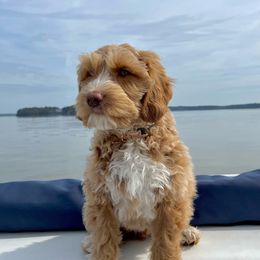 To be annouced - Australian Labradoodle