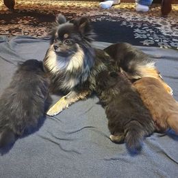 Kiki - Pomeranian