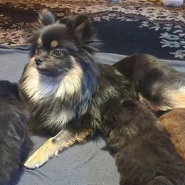 Kiki - Pomeranian