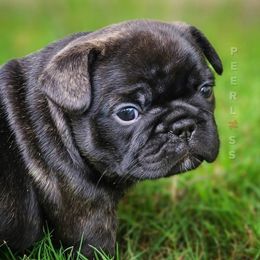 French Bulldog Puppies from PEERLESS French Bulldogs