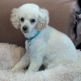 Poodle puppies from Wilma's Paw-Paw Patch