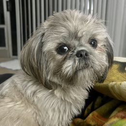 Stevie - Shih Tzu