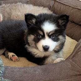 DxKg1 - Tri-color female Pomsky puppy in Charlotte, Michigan from Moore Pomskies