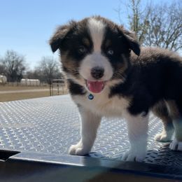 Boy 4 - Australian Shepherd puppy in Blum, Texas from 4P Poteet Farms