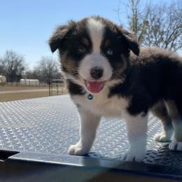 Boy 4 - Australian Shepherd puppy in Blum, Texas from 4P Poteet Farms
