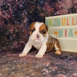 Mia - Red and white female Bulldog puppy in Hillsdale County, Michigan from KZ Bullies LLC