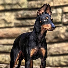 Ryder - Manchester Terrier