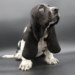 Basset Hound Puppies from Howlin Hounds