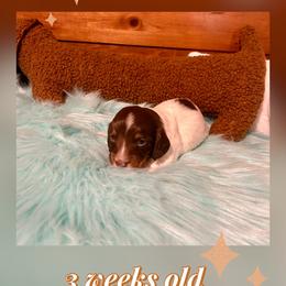 Zero - Chocolate and tan male Dachshund puppy in Louisa, Kentucky from Mini Doxies of Eastern KY