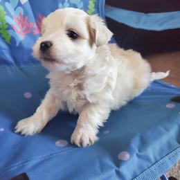 Moses - White male Maltese puppy in Chambersburg, Pennsylvania from Vazquez Maltese