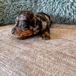 Dachshund Puppies from Cotton Hill Dachshunds