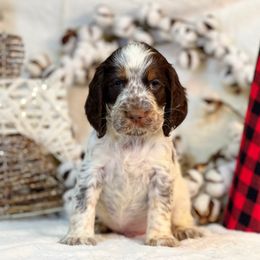 English Springer Spaniel Puppies from Cedarhaven Springer Spaniels