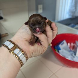 Shih Tzu Puppies from Cisneros Shih-tzu