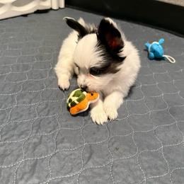 Thunder - White black and tan male Papillon puppy in Howe, Oklahoma from Southern Sweet Papillons