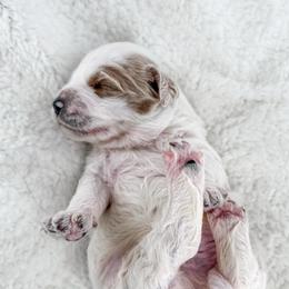 Blueberry - Parti male Goldendoodle puppy in Russell Springs, Kentucky from Milk & Honey Doodles