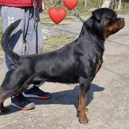 Rottweilers from FordernBache Rottweilers