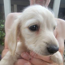 WRIGLEY - Cream male Dachshund puppy in Fort Worth, Texas from Chadwick Farms Mini Dachshunds