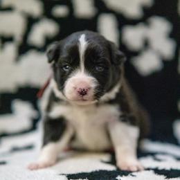 Midnight (Red) - Black and white male Border Collie puppy in Lodi, California from R3 Sport Dogs (Rafter 3 Ranch)