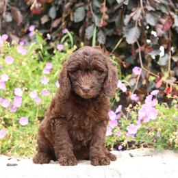 Orange - Chocolate female Australian Labradoodle puppy in Williamstown, New York from Lewis Manor Labradoodles