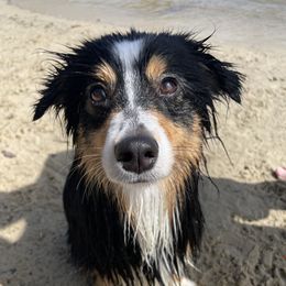 Aussiedoodle and Miniature Australian Shepherd Puppies from Maple Ridge Mini Aussies