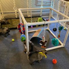 Keeshond Puppies from Peregrine Keeshond