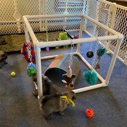 Keeshond Puppies from Peregrine Keeshond