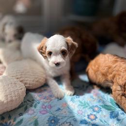 Autumn - Parti female Goldendoodle puppy in San Jose, California from Doodle Amore