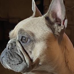 French Bulldogs from Little French Bullies N Texas