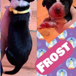 Frost - Mantle female Great Dane puppy in Wellsville, New York from Prophecy Danes