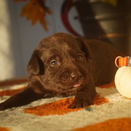 Orange Collar - Chocolate male Labrador Retriever puppy in Ridgecrest, California from Black Mountain Service Dogs