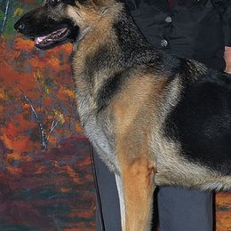 Borzois and German Shepherds from Haney-Ray J's