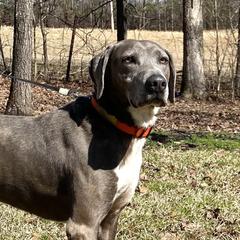 Duke - Mountain Cur