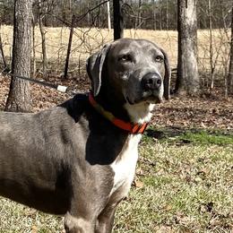 Duke - Mountain Cur