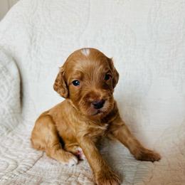 Gray - male Golden Mountain Doodle puppy in Leander, Texas from Olive Grove Doodles