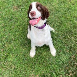 Molly - English Springer Spaniel