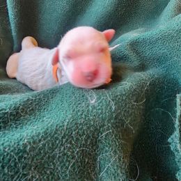 Orange - Golden female Golden Retriever puppy in Lucasville, Ohio from Halo Kennels