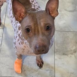 Benny - American Hairless Terrier